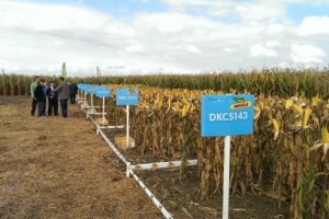 Dekalb Centralni dani polja uz Bayer i PMT