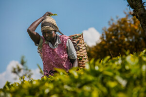 Agrarni novinari u Keniji
