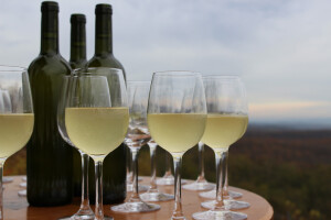 Martinjska fešta u vinariji Kutjevo