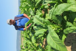 Berba duhana na OPG Gomerčić u Bjeliševcu kraj Požege