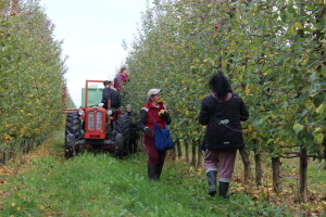OPG Stjepan Dumančić, Čeminac, Baranja