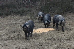 OPG Sičaja - crna slavonska svinja