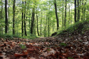 Papuk, Rupnica i 2 hrasta