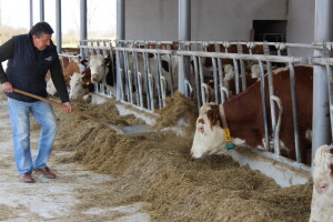 Telići - trojke na farmi obitelji Uglješić