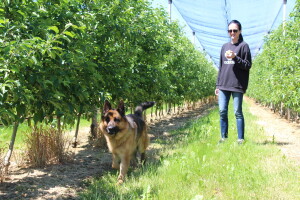 Jabuke i kruške OPG Vesna Bašić