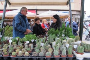 Drugi Daruvarski cvjetni sajam