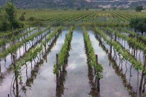 Bayer vinogradarski savjeti 09.05-15.05.2016.