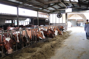 Savremeni sistem hlađenja na farmi "Babić"