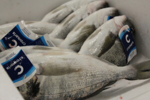 Novinari posjetili Cromaris u okolici Zadra