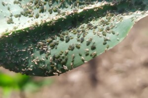 Bolesti voća i žita