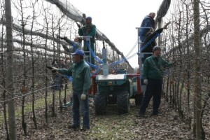 Rezidba voćnjaka i prezentacija platforme za rezidbu s pneumatskim škarama