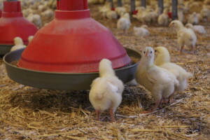 Lideri francuske proizvodnje premium piletine