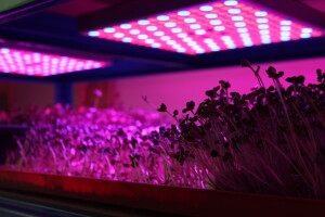 Know Sow Grow, Sergej Lugović