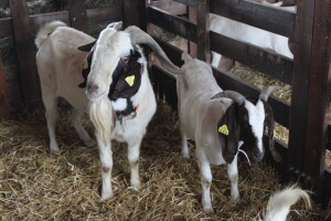 Izložba životinja na sajmu u Gornjoj Radgoni