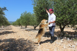 Poljoprivredna zadruga Masvin, Polača