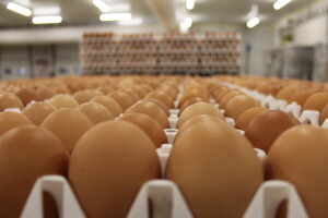 LDC L'oeuf - francuska jaja premijum kvaliteta