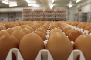 LDC L'oeuf - francuska jaja premium kvaliteta