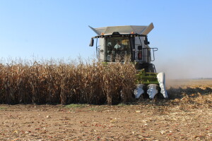 Komparativni pokus hibrida kukuruza - FAZOS