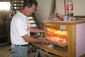 Kuleni i kobasice od guščijeg mesa