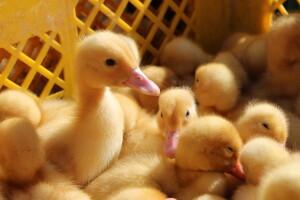 Životinje na bjelovarskom sajmu