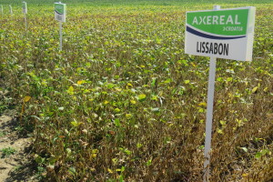 Na Danima polja soje Axereal predstavio i nove sorte - u prodaji od iduće godine