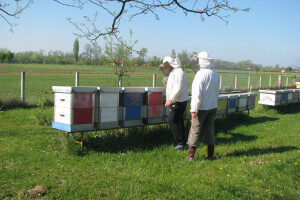 Supružnici pčelari