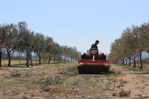 Maslinici i uljara obitelji Mikulić