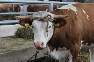 Izložba stoke na poljoprivrednom sajmu u Novom Sadu