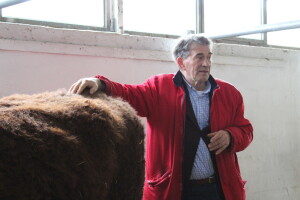 Goveda pasmine Salers na sajmu u Gudovcu