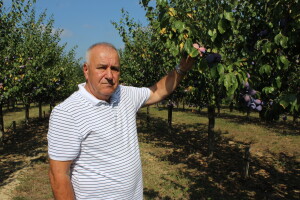 Plantaža šljiva Raifa Čolića