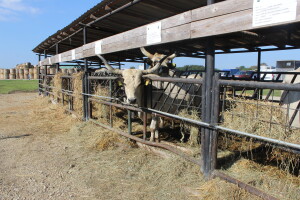 Državna stočarska izložba u Gudovcu