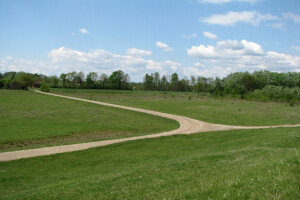 Pošumljavanje uz Savu