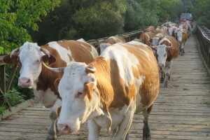 Nestaju tradicionalne čorde krava u novogradiškom kraju