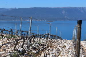 Vinarija Terra Madre, Komarna