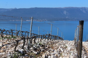 Vinarija Terra Madre, Komarna