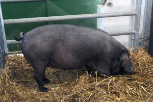 Izložba svinja autohtonih pasmina