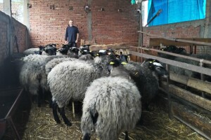 Romanovske ovce na gazdinstvu kod Jovana Rudana