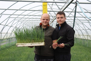 Obitelj Puljić proizvodi kupus i poriluk