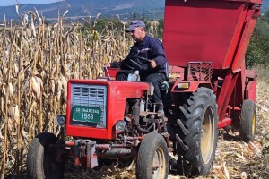 Berba kukuruza u Timočkoj krajini