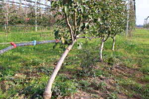 Pametni sistem za navodnjavanje i prihranu biljaka