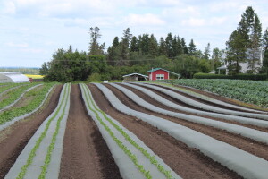 Kanada, velika zemlja rastućeg agrara