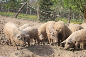 Na OPG Bišćan održana radionica Mali svinjogojci
