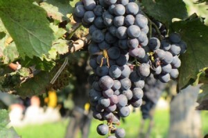 Pripreme za berbu grožđa u vinariji Đurđić