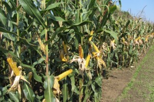 Dan polja kukuruza Instituta "Zemun polje"