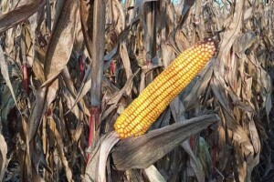 Hibridi kukuruza u sušnoj godini dali oko 10 tona zrna po hektaru