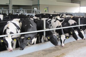 U Crepaji otvorena savremena mlečna farma