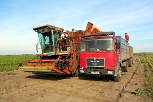 Berba graška u "Savi Kovačeviću"