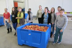 U "Delta Agraru" počela berba KIKU 8