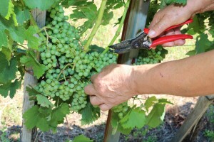 Zelena berba u vinogradu Branka Mihalja