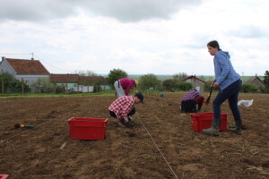 Sadnja 279 sorata vinove loze iz cijelog svijeta